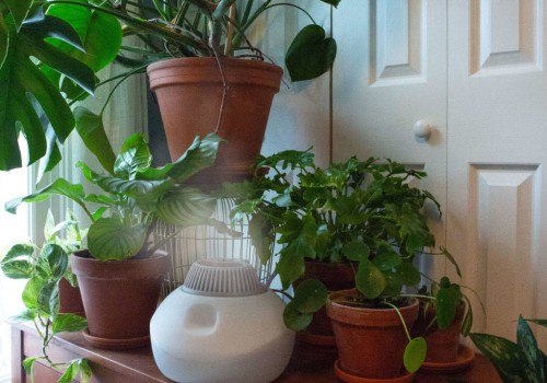 Effective Strategies to Boost Humidity for Thriving Indoor Plants