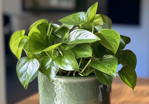 Mastering Indoor Plant Care: The Essential Guide to Watering