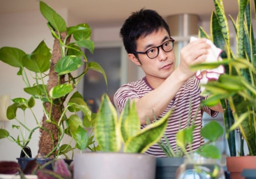 Essential Tips for Ensuring Your Indoor Plants Get the Nutrients They Need