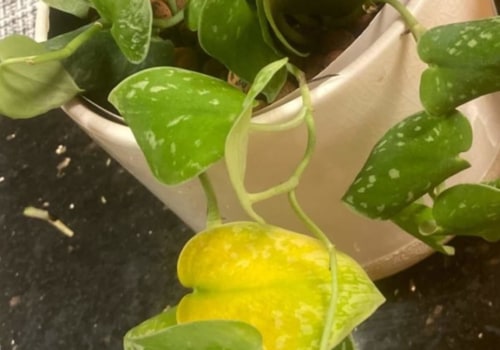 Recognizing the Signs of Overwatering in Your Indoor Plants