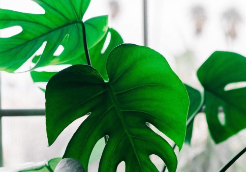 Low-Maintenance Indoor Plants for Effortless Home Care