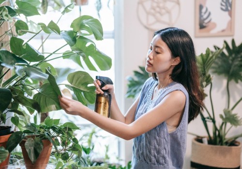 Effective Natural Remedies for Pest Control in Indoor Plant Care